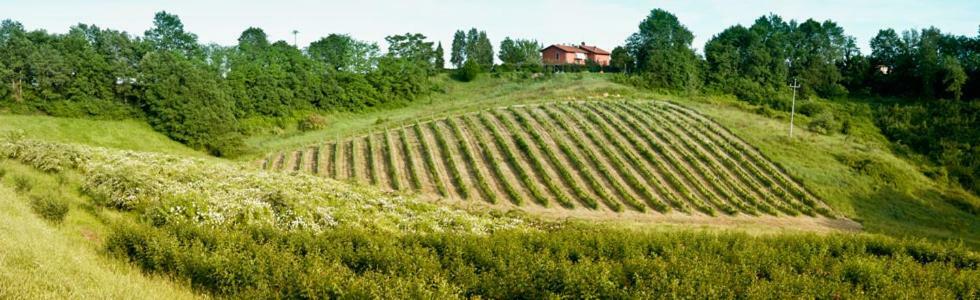 Willa Il Pino Bioagricoltura Terranuova Bracciolini Zewnętrze zdjęcie